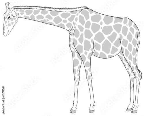 A sketch of a giraffe