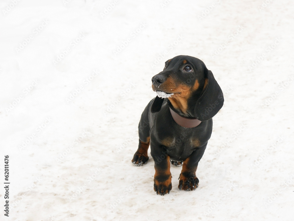 Dachshund 3 months old puppy on snow