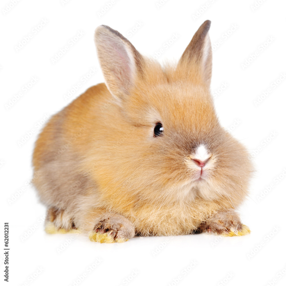 brown fluffy rabbit brown fluffy rabbit