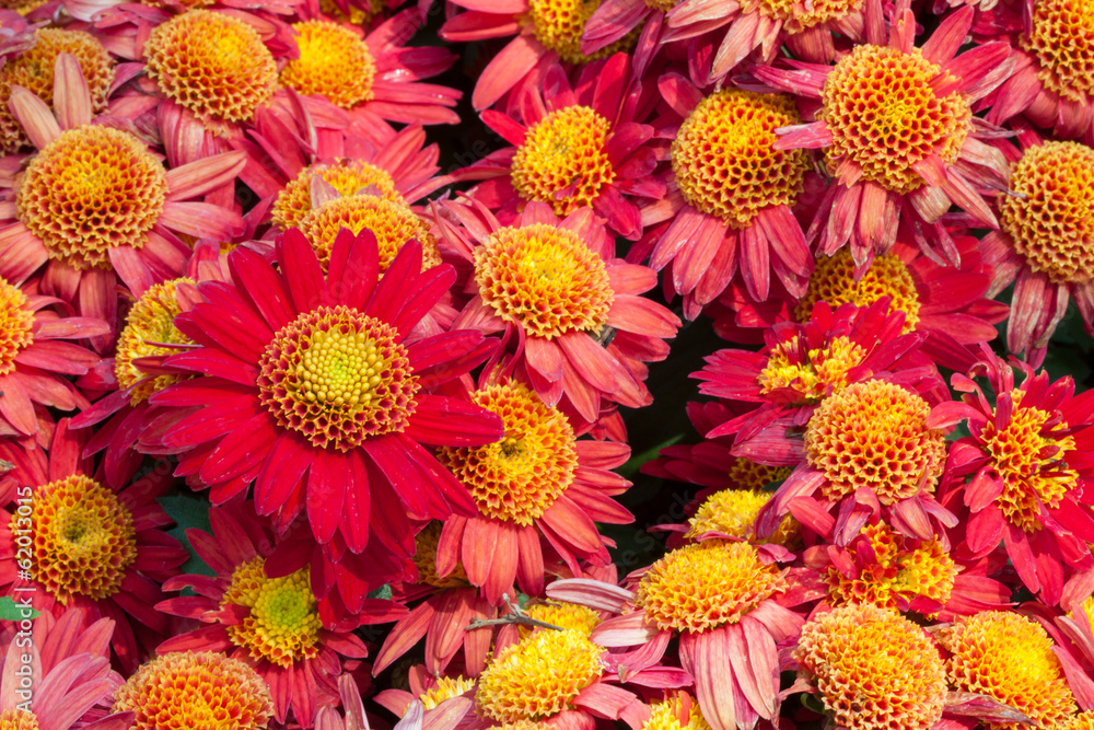 Gerbera seamless pattern floral background Gerbera seamless pattern floral background