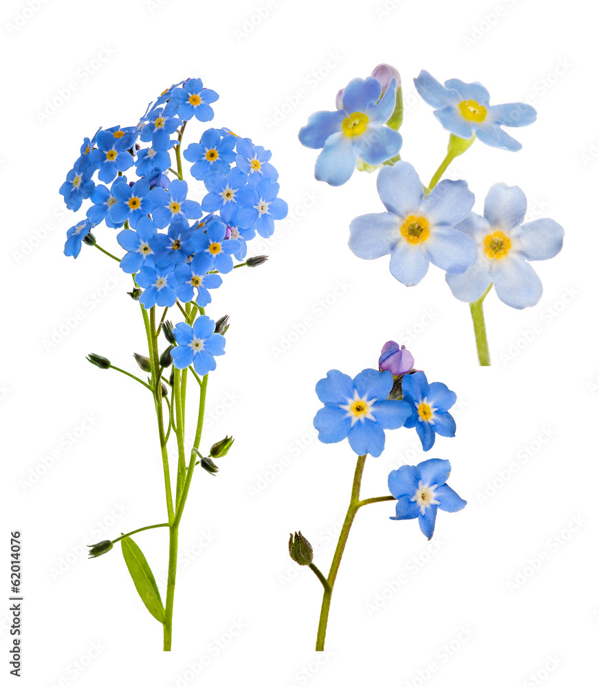 Obraz premium set of forget-me-not blue flowers isolated on white