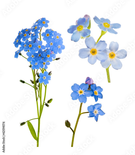 set of forget-me-not blue flowers isolated on white