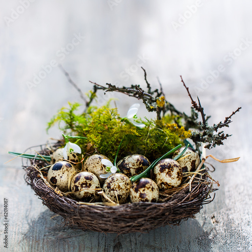 Quail Eggs in Nest