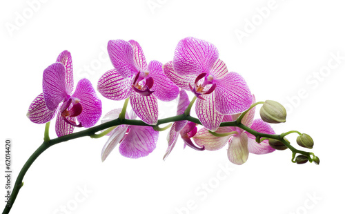 Fototapeta Naklejka Na Ścianę i Meble -  isolated orchid blossom in dark pink strips