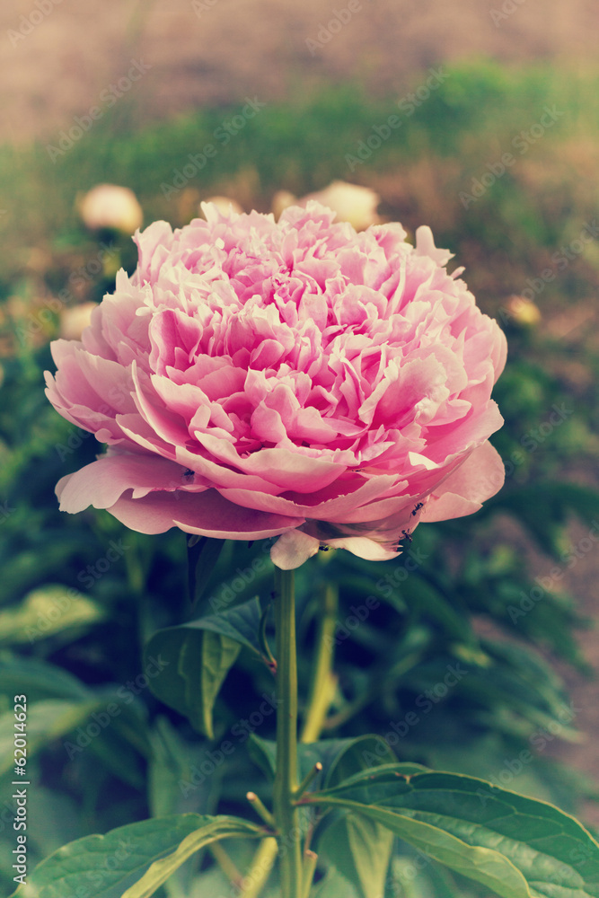 Close up of a pink blooming peony in the garden