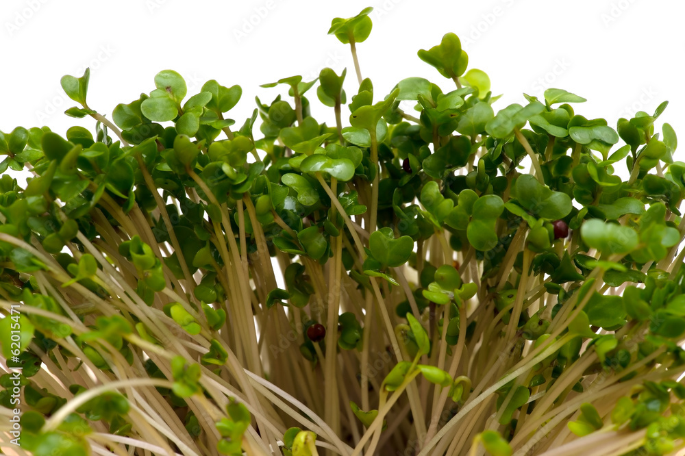 Obraz premium ブロッコリースプラウト-Brassica oleracea