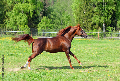 Arabian horse galloping in the field © horsemen