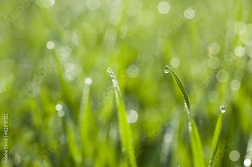 Drops of dew on the fresh grass