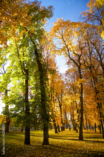 Autumn in park