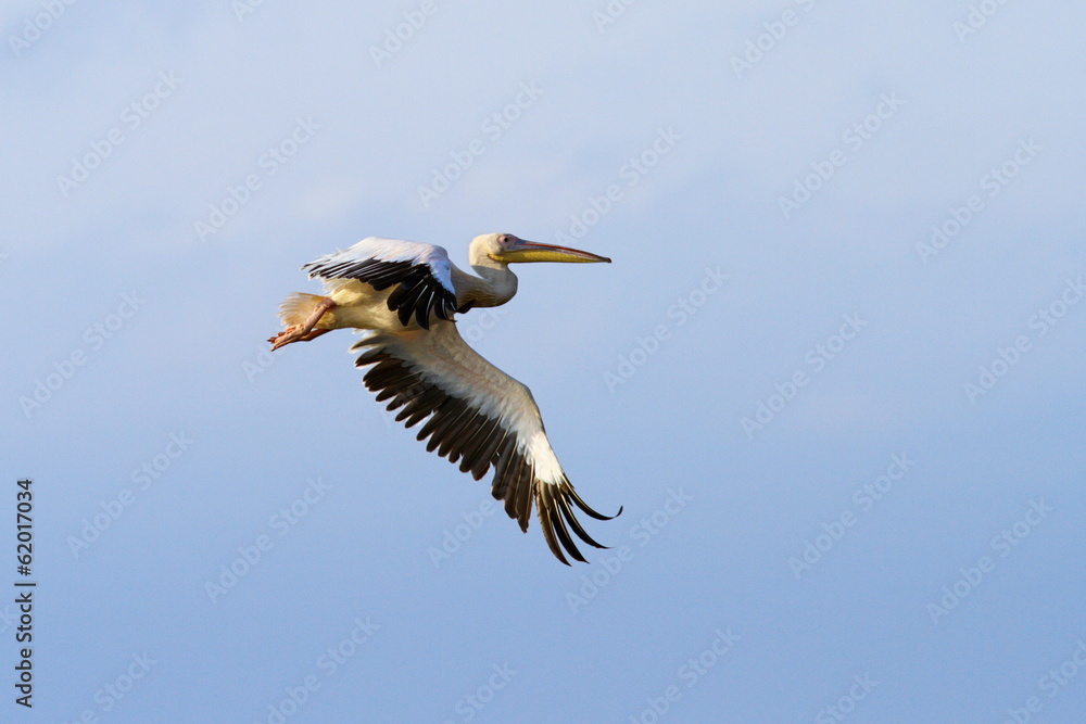 Obraz premium pelican with wings spread