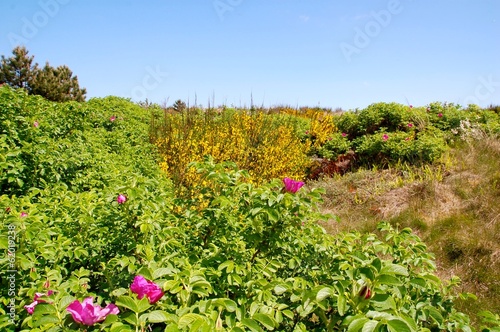 Dünenlandschaft