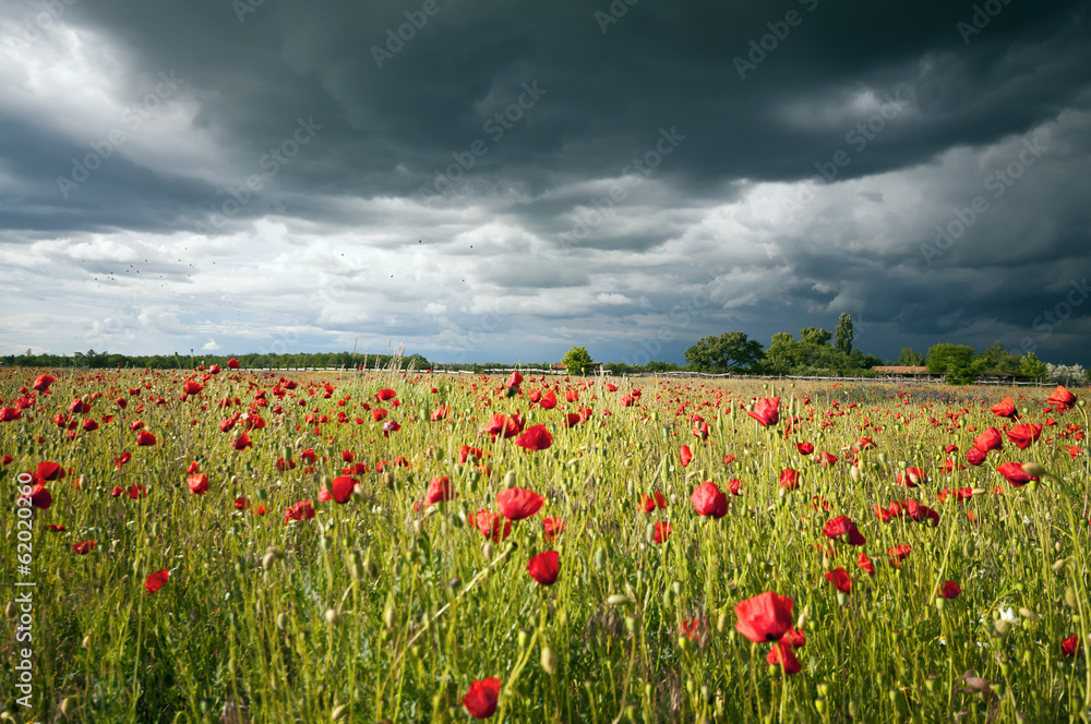 Sunny poppy meadow at storm horizontal