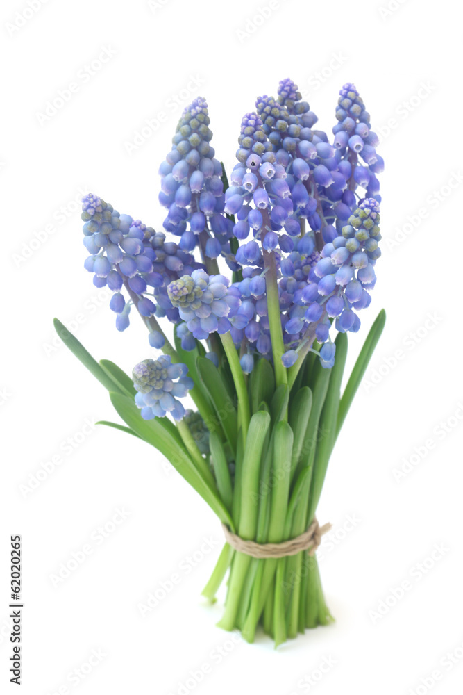 Fototapeta premium Grape Hyacinths