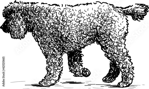 walking poodle