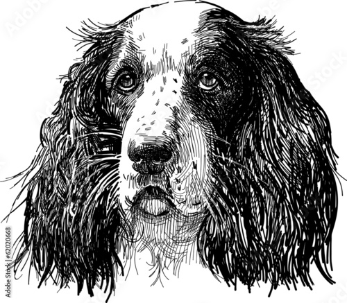 spaniel portrait