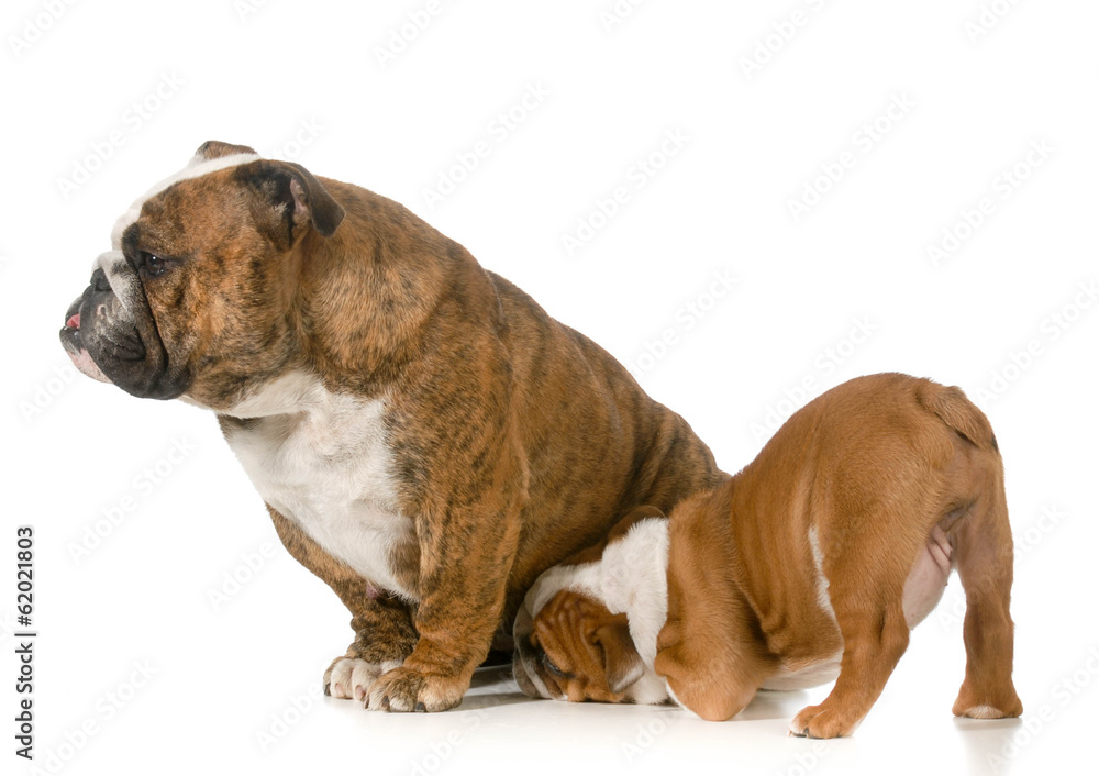 nursing mother dog nursing mother dog
