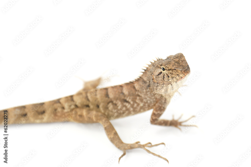 Naklejka premium Close up chameleon isolated on white background