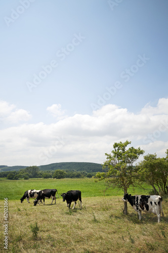 Fototapeta Naklejka Na Ścianę i Meble -  Cows on the meadow vertical
