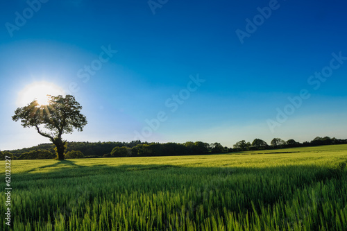 Field of Rye with a solitary tree