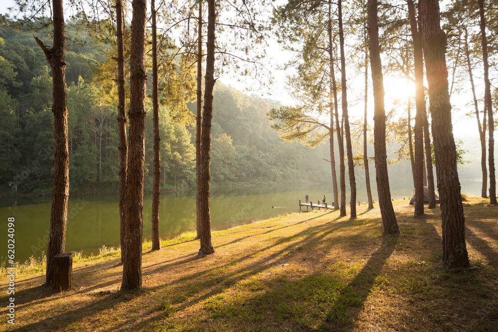 Pine forest in moment of sun shining through trees. Pine forest in moment of sun shining through trees.