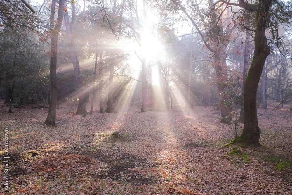 Obraz premium Sunlight in autumn forest