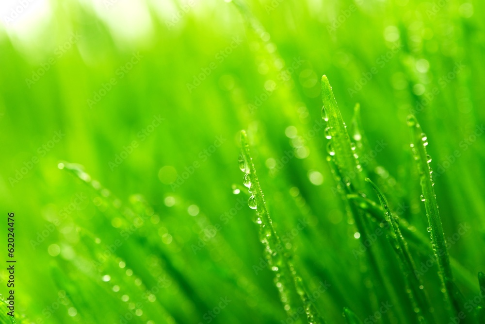 Fototapeta premium Dew on a fresh green grass