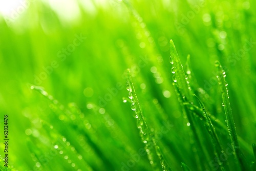 Dew on a fresh green grass