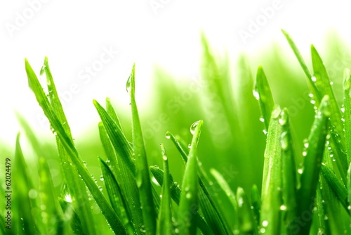 Stampa su tela Dew on a fresh green grass