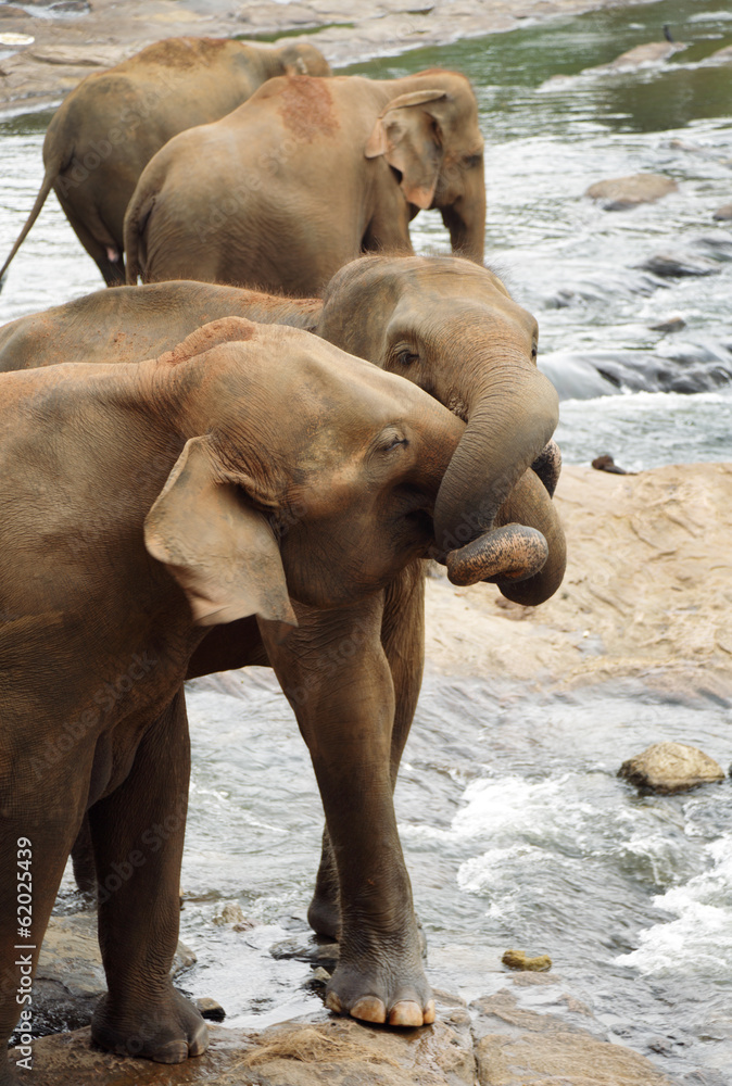 Fototapeta premium Kissing elephants
