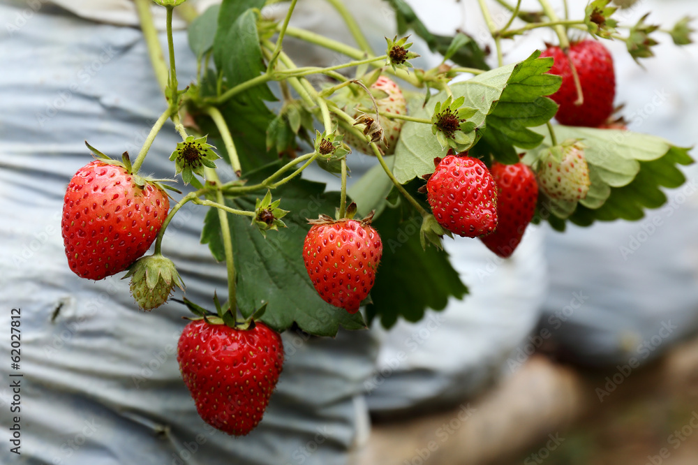 strawberry seedlings in the farm strawberry seedlings in the farm