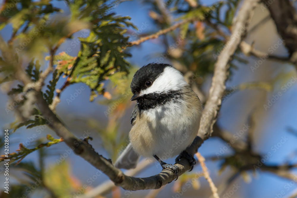 Obraz premium Black-capped Chickadee