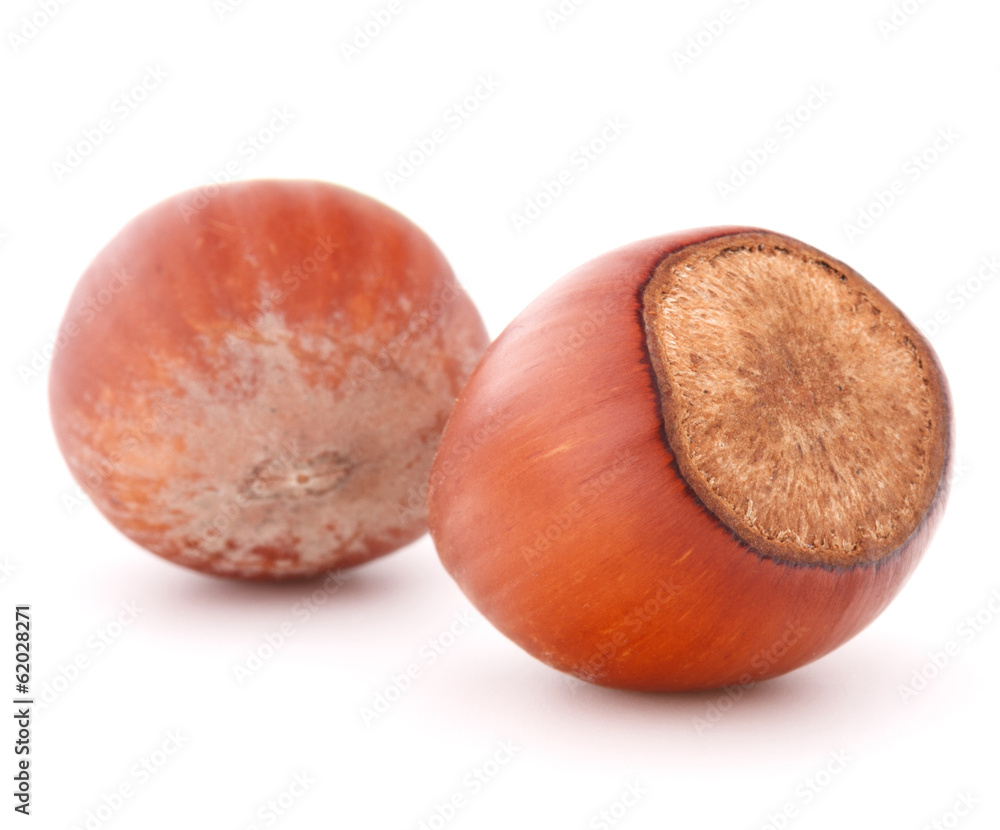 hazelnut or filbert nut isolated on white background cutout hazelnut or filbert nut isolated on white background cutout