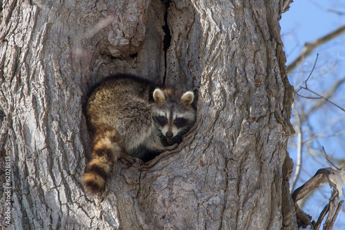 Raccoon © Paul Roedding