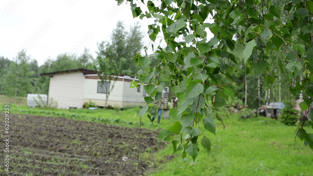 Birch tree branch move in wind and woman walk with umbrella Birch tree branch move in wind and woman walk with umbrella