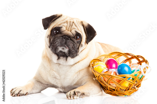 pug dog easter eggs  isolated on white background animal © nemez210769
