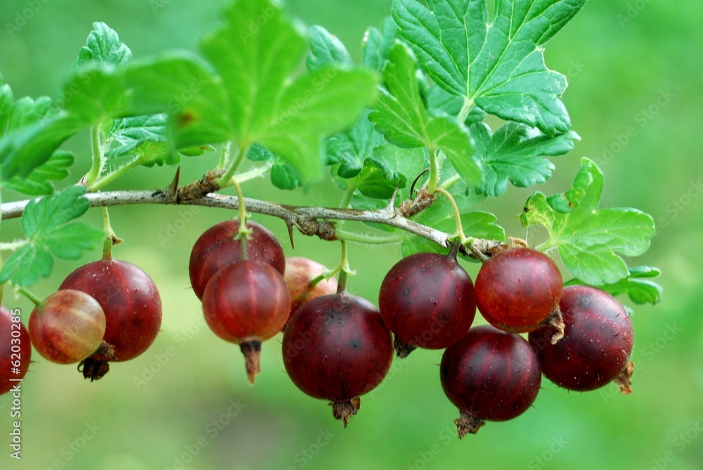 Red gooseberries hanging on a bush.