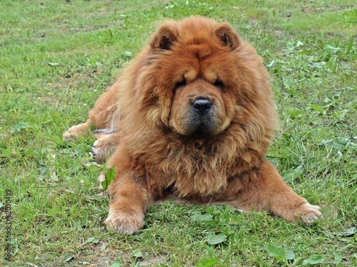 Brown friendly chow-chow dog