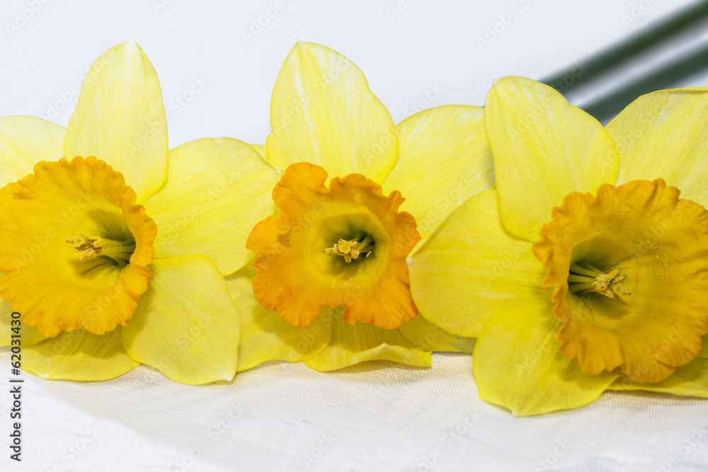 Fresh spring daffodils Fresh spring daffodils