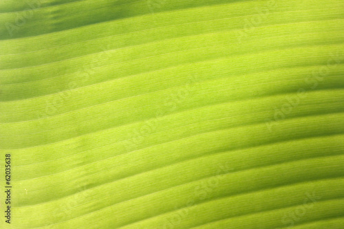 Banana leaf background