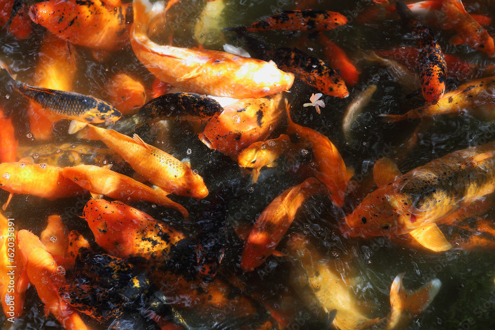 Beautiful Koi fish feeding Beautiful Koi fish feeding