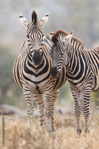 Zebra mare and foal standing close together in bush for safety