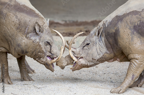 Babirusa Wild Boar in Battle photo