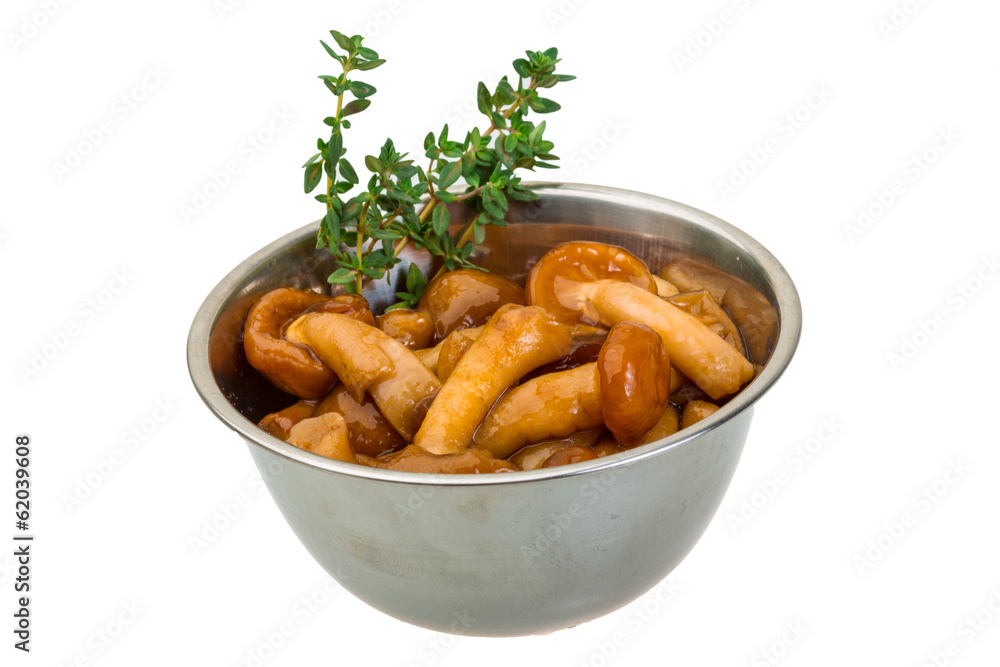 Armillaria Armillaria