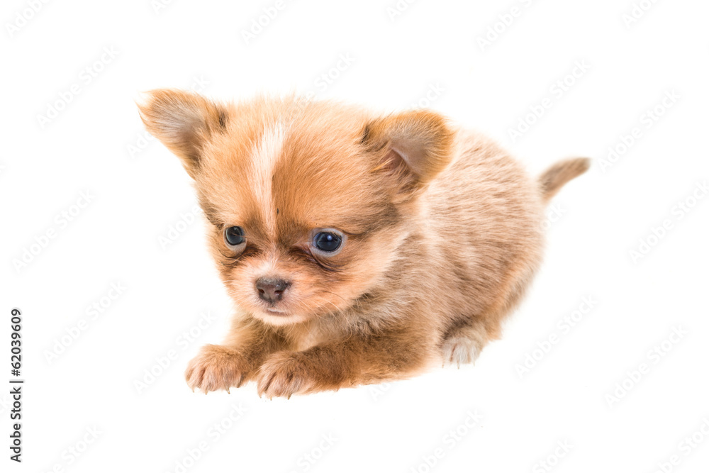 Chihuahua puppy Chihuahua puppy