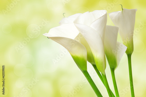 calla lily flower