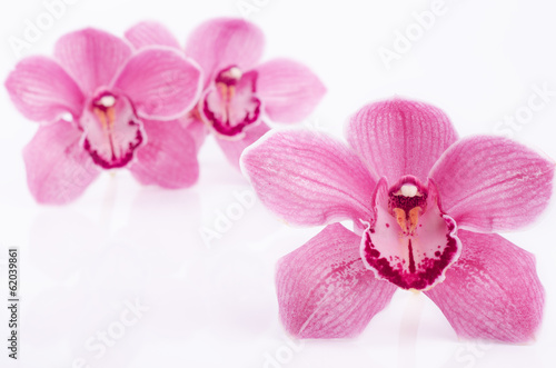 Fototapeta Naklejka Na Ścianę i Meble -  Three pink orchid on white background