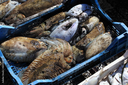 Seppie al mercato del pesce photo