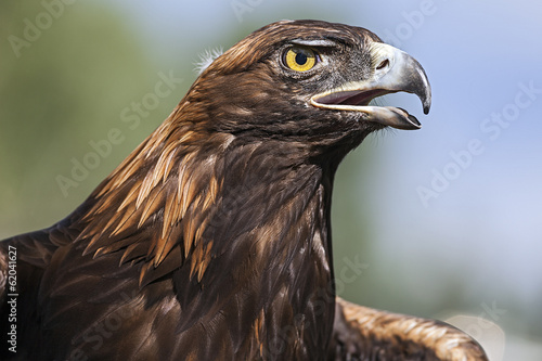 A Portrait of the Golden Eagle