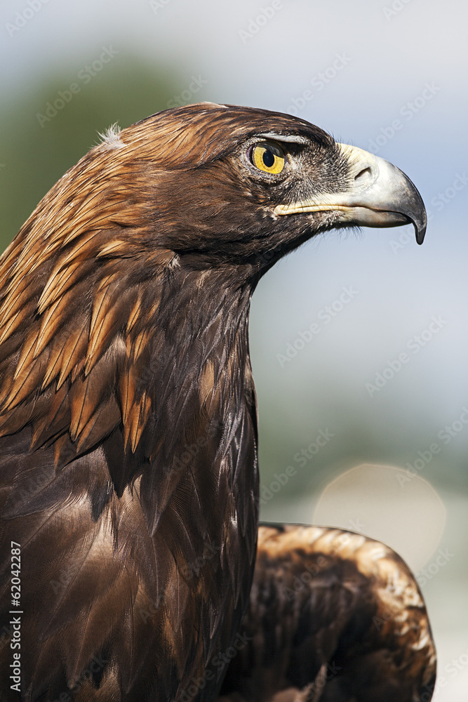 A Portrait of the Golden Eagle