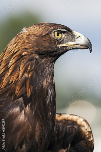 Obraz na płótnie A Portrait of the Golden Eagle w salonie